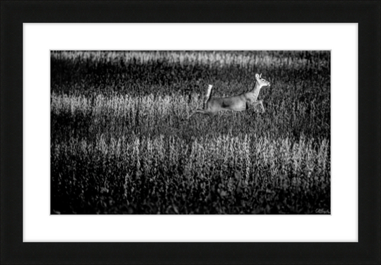 Deer on the Run Frame