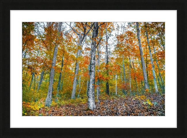 Fall in Arkansas Frame