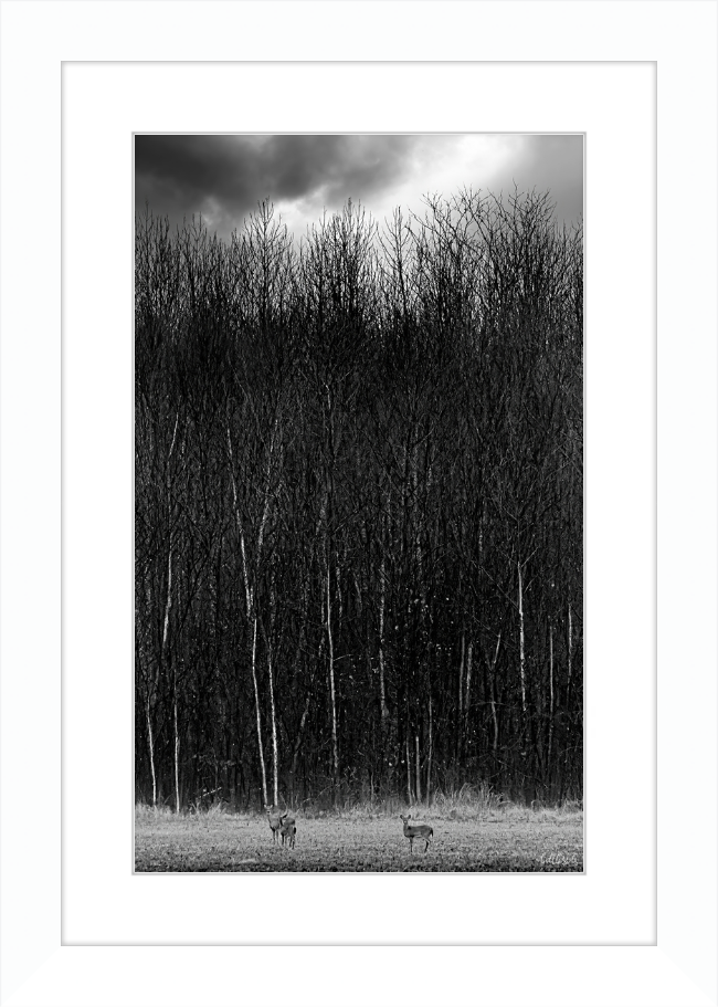 The Tall Trees Frame