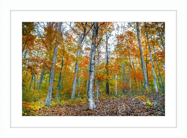 Fall in Arkansas Frame