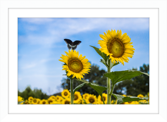 Butterflies and Sunflowers Frame