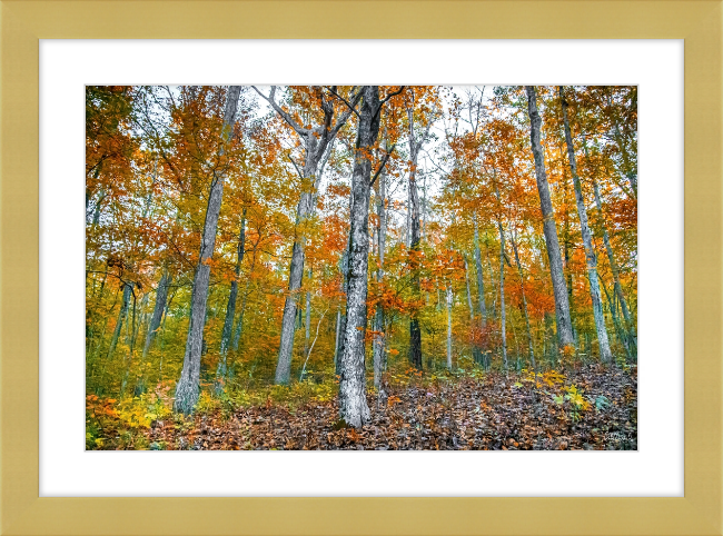 Fall in Arkansas Frame