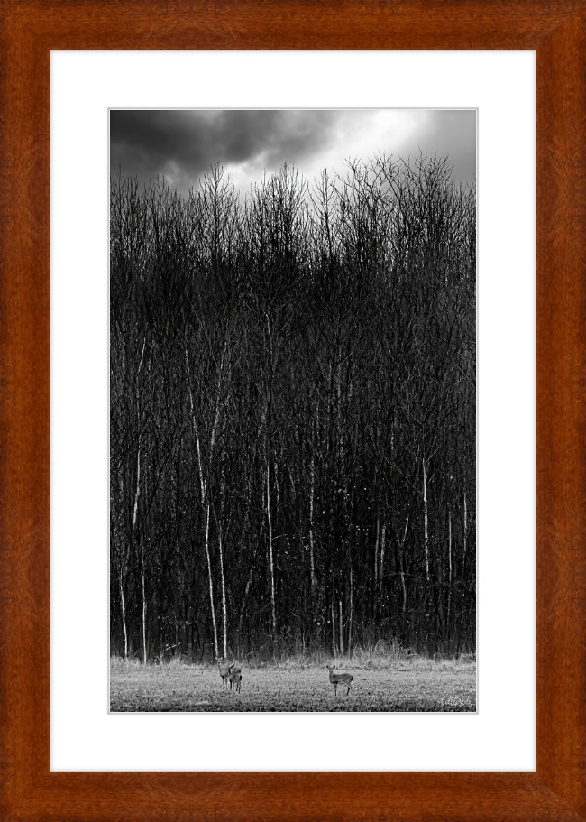 The Tall Trees Frame