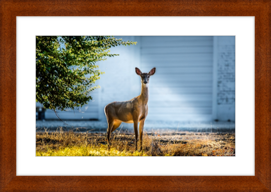 Deer Portrait Frame