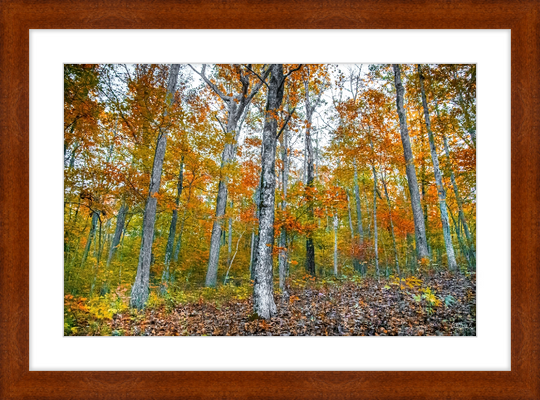 Fall in Arkansas Frame