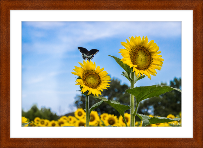 Butterflies and Sunflowers Frame