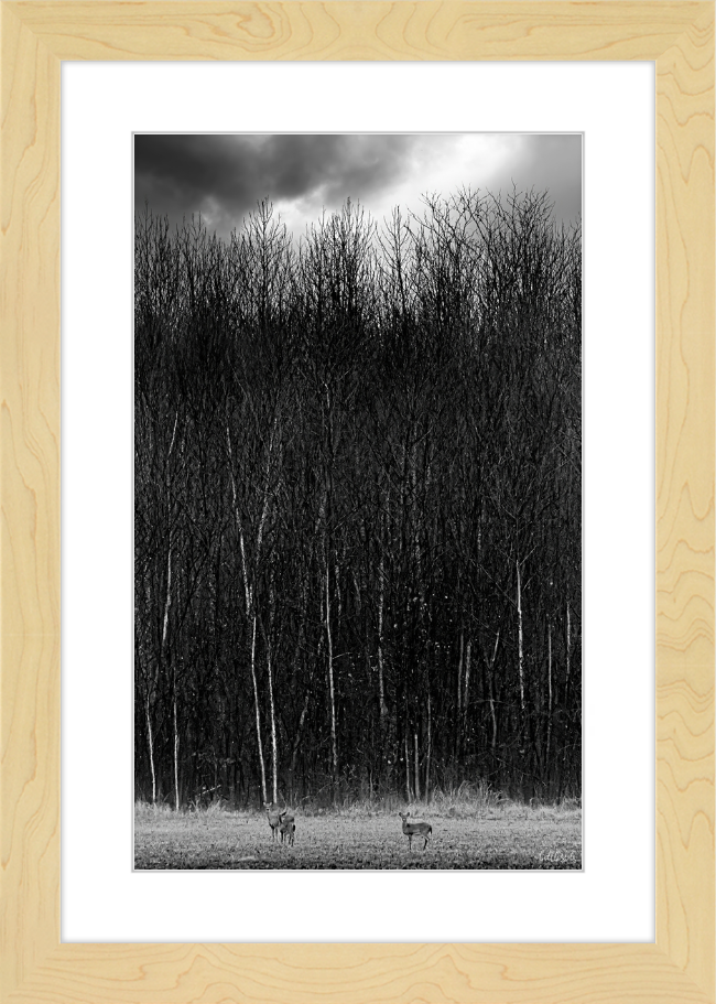 The Tall Trees Frame