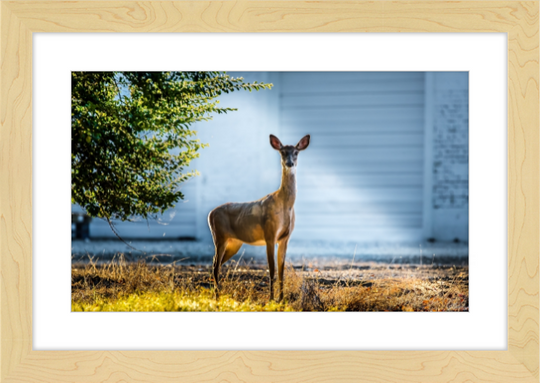 Deer Portrait Frame