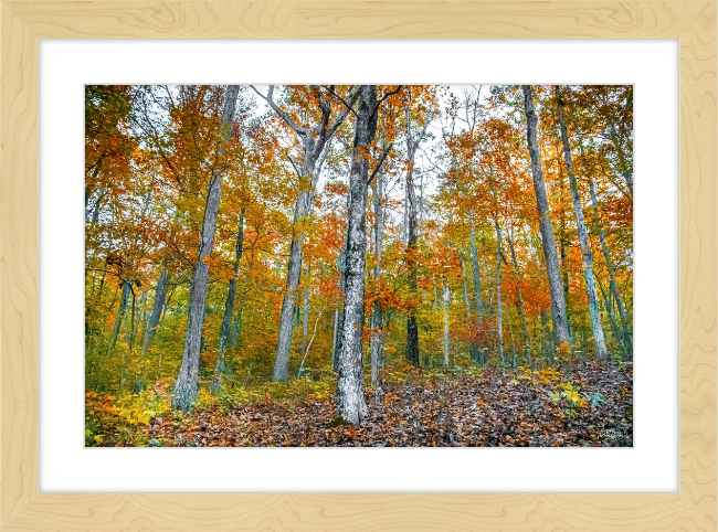 Fall in Arkansas Frame