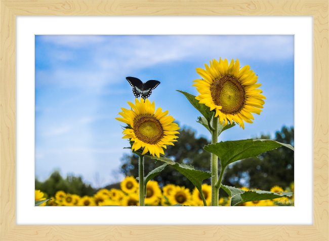 Butterflies and Sunflowers Frame