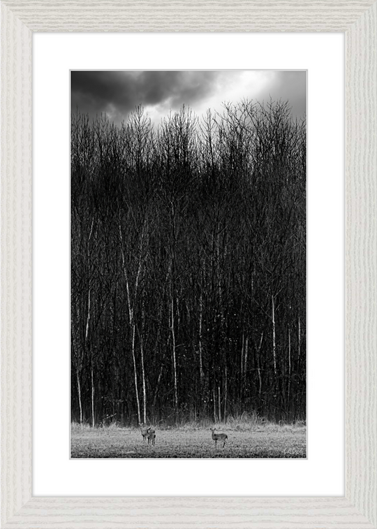 The Tall Trees Frame