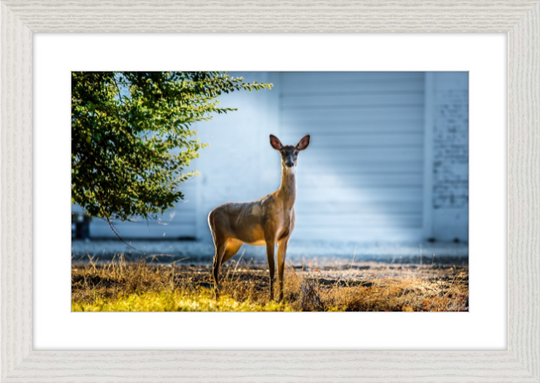 Deer Portrait Frame